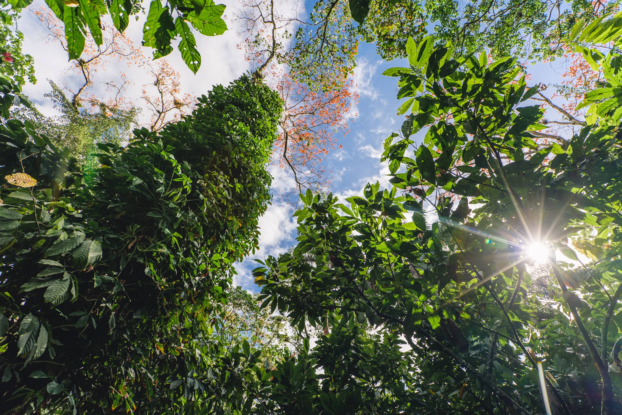 dominican republic agroforestry cocoa plantations amapola trees