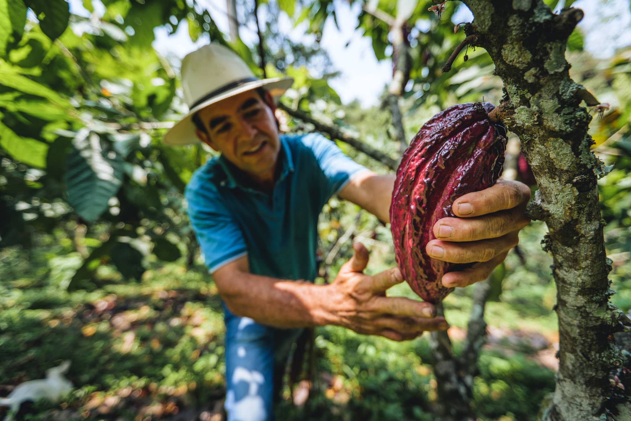 luis ernesto esteban in his agroforestry cocoa plantation in santander