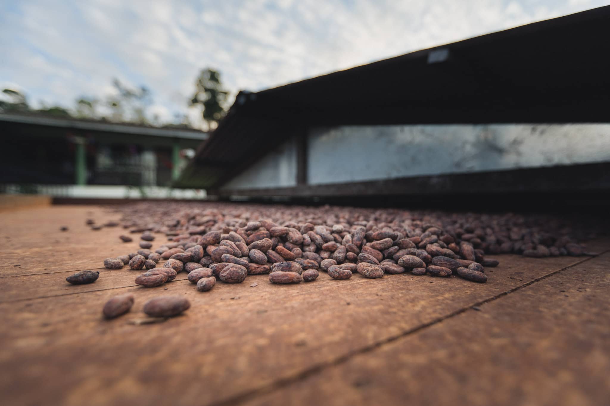 cocoa beans drying on a roof in the santander region of colombia