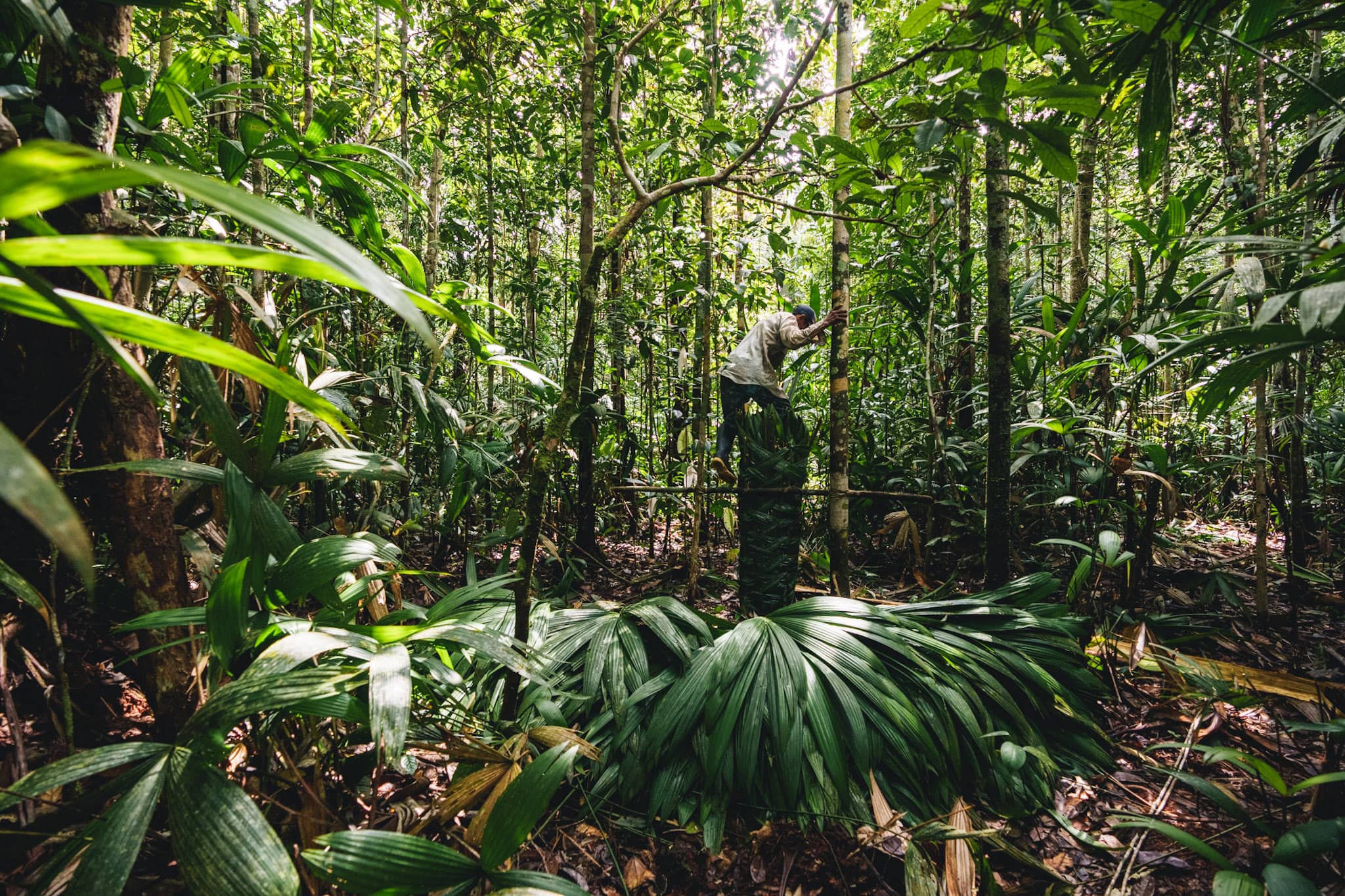 indigenous man harvesting palms in the colombian amazon