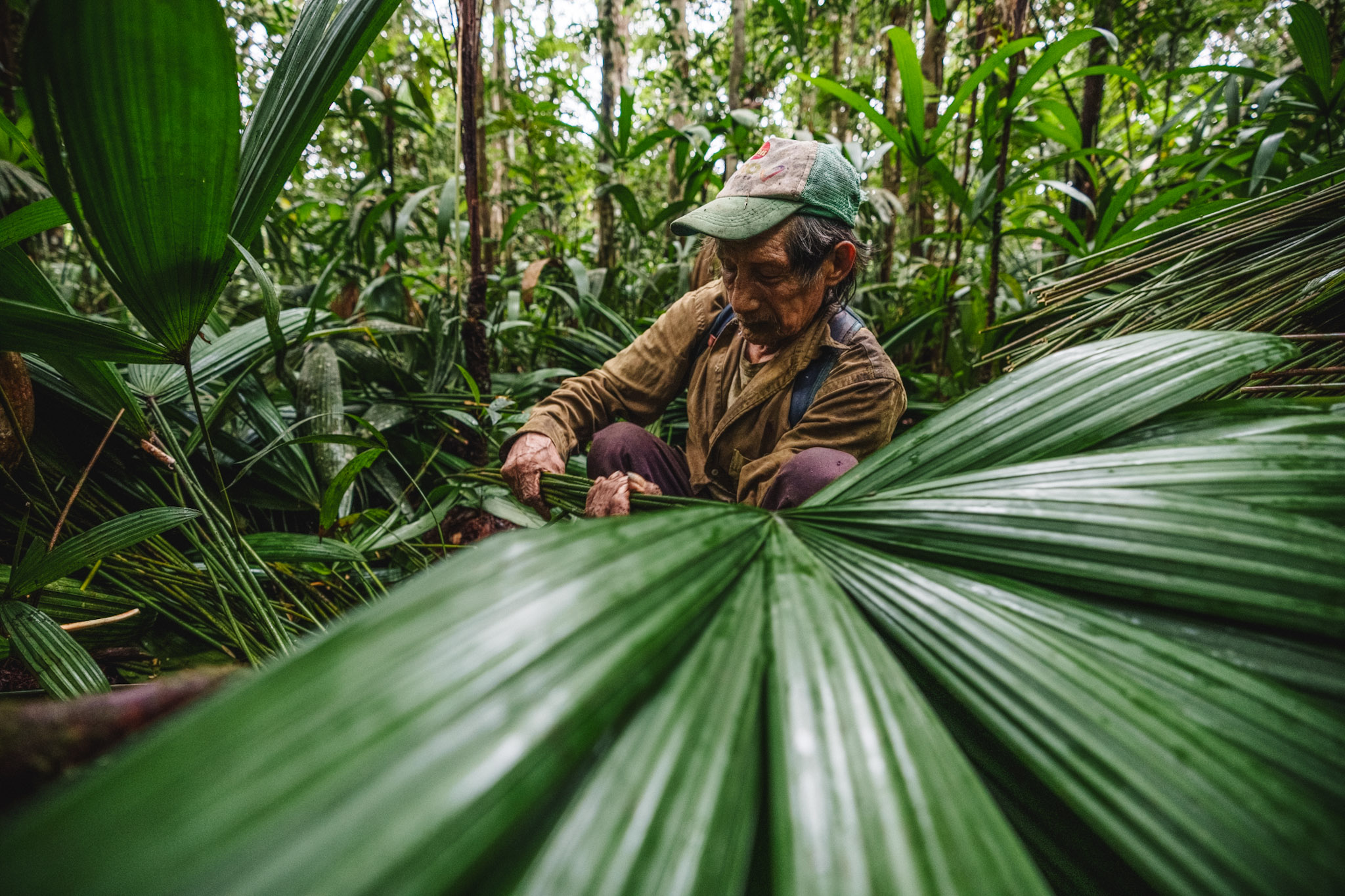 colombian indigenous cacique fisi andoke sorting palm leaves in the forest