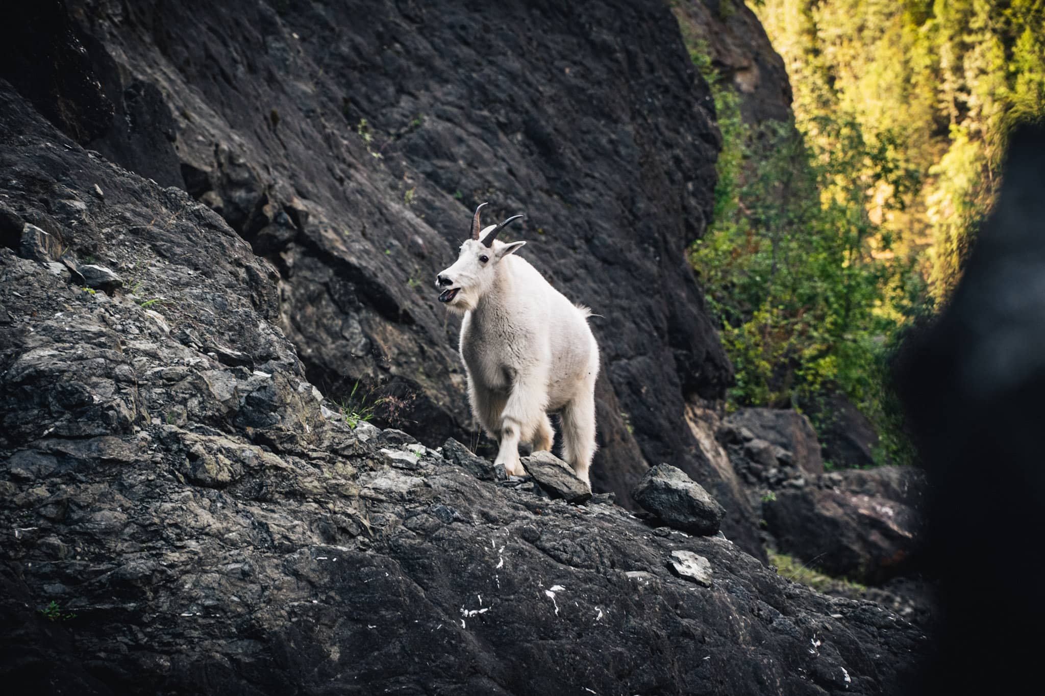 mountain goat strolling in stikine canyon in british columbia